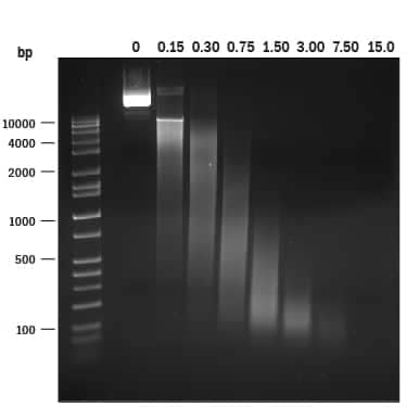 2 μg plasmid DNA was incubated with increasing amounts (ng/mL) of RecombinantS. marcescensNucA nuclease (Catalog # 10038-NA) in 50 mM Tris (pH 8.0) and 1 mM MgCl2 for 30 minutes at room temperature. Samples were analyzed by agarose gel electrophoresis and DNA was visualized by ethidium bromide staining.
