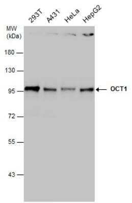 Western Blot: OCT1 Antibody [NBP2-21584] - Various whole cell extracts (30 ug) were separated by 7.5% SDS-PAGE, and the membrane was blotted with OCT1 antibody diluted at 1:1000.