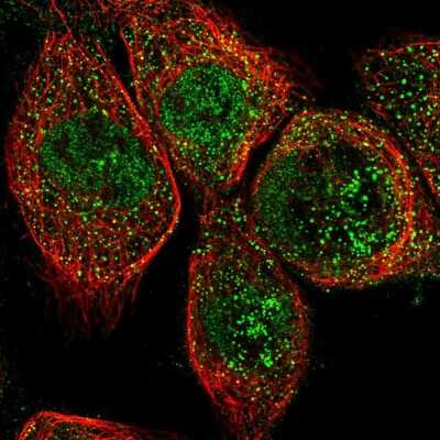 OLFML2B Antibody (NBP2-56685): Novus Biologicals