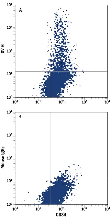 Huh-7 human hepatoma cell line was stained with Mouse Anti-Human CD34 PE-conjugated Monoclonal Antibody (Catalog # FAB7227P) and either (A) Mouse Anti-Human/Rat OV-6 APC-conjugated Monoclonal Antibody (Catalog # FAB2020A) or (B) Mouse IgG1Allophycocyanin Isotype Control (Catalog # IC002A). View our protocol for Staining Membrane-associated Proteins.