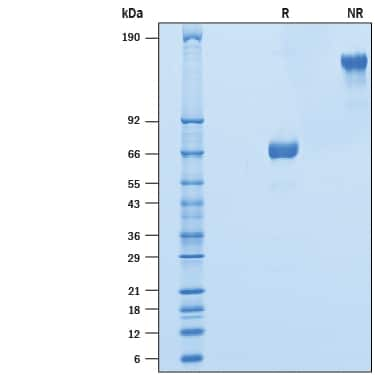 2 μg/lane of Recombinant Cynomolgus Monkey OX40/TNFRSF4 Fc Chimera (Catalog # 10311-OX) was  resolved with SDS-PAGE under reducing (R) and non-reducing (NR)  conditions and visualized by Coomassie® Blue staining, showing bands at 62-72 kDa and 125-145 kDa, respectively.