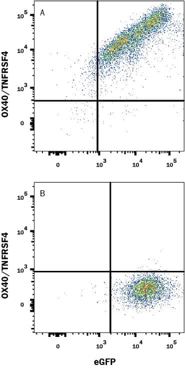 HEK293 human embryonic kidney cell line transfected with (A) human OX40/TNFRSF4 or (B) irrelevant transfectants and eGFP was stained with Mouse Anti-Human OX40/TNFRSF4 Monoclonal Antibody (Catalog # MAB10542) followed by APC-conjugated Anti-Mouse IgG Secondary Antibody (Catalog # F0101B). Quadrant markers were set based on control antibody staining (Catalog # MAB0041). View our protocol for Staining Membrane-associated Proteins.