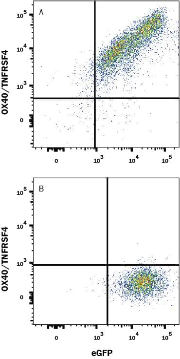 HEK293 human embryonic kidney cell line transfected with (A) human OX40/TNFRSF4 or (B) irrelevant transfectants and eGFP was stained with Mouse Anti-Human OX40/TNFRSF4 Monoclonal Antibody (Catalog # MAB10543) followed by APC-conjugated Anti-Mouse IgG Secondary Antibody(Catalog # F0101B). Quadrant markers were set based on control antibody staining (Catalog # MAB0041). View our protocol for Staining Membrane-associated Proteins.        