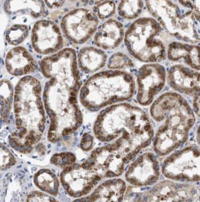 Immunohistochemistry-Paraffin: OXSM Antibody [NBP1-84730] - Staining of human cerebral cortex.
