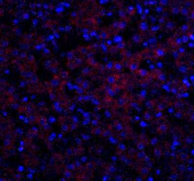 Immunocytochemistry/Immunofluorescence: Occludin Antibody [NBP1-77037] - Human liver tissue with OCLN antibody at 20 ug/ml.