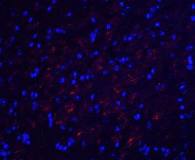 Immunocytochemistry/Immunofluorescence: Occludin Antibody [NBP1-77037] - Mouse brain tissue with OCLN antibody at 20 ug/mL.
