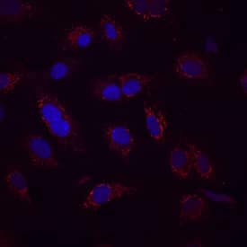 Occludin was detected in immersion fixed HUVEC human umbilical vein endothelial cells using Mouse Anti-Human Occludin Monoclonal Antibody (Catalog # MAB7074) at 10 µg/mL for 3 hours at room temperature. Cells were stained using the Northern­Lights™ 557-conjugated Anti-Mouse IgG Secondary Antibody (red; Catalog # NL007) and counterstained with DAPI (blue). Specific staining was localized to cytoplasm. View our protocol for Fluorescent ICC Staining of Cells on Coverslips.