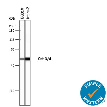     Simple  Western lane view shows lysates of BG01V human embryonic stem cells and  NTera‑2 human testicular embryonic carcinoma cell line, loaded at  0.2 mg/mL. A specific band was detected for Oct‑3/4 at  approximately 50 kDa (as indicated) using 20 µg/mL of Goat  Anti-Human/Mouse Oct‑3/4 Antigen Affinity-purified Polyclonal Antibody  (Catalog # AF1759) followed by 1:50 dilution of HRP-conjugated Anti-Goat IgG  Secondary Antibody (Catalog # HAF109).  This experiment was conducted under reducing conditions and using the 12-230  kDa separation system.         