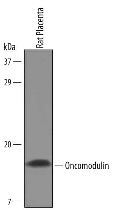 Western Blot Oncomodulin Antibody
