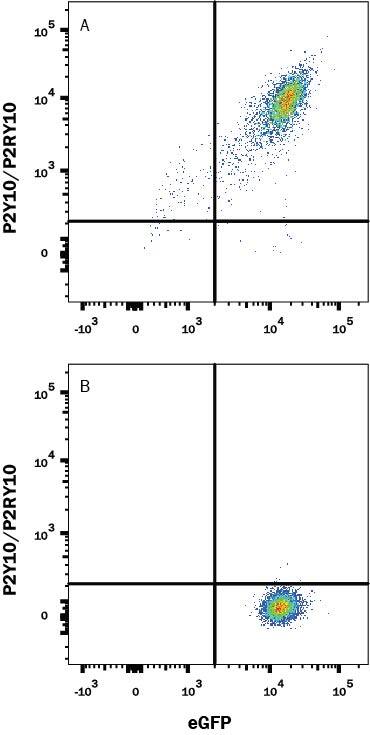 HEK293 human embryonic kidney cell line transfected with (A) P2Y10/P2RY10 or (B) irrelevant protein, and eGFP were stained with Mouse Anti-Human P2Y10/P2RY10 PE-conjugated Monoclonal Antibody (Catalog # FAB10158P). Quadrant markers were set based on Mouse IgG2B Isotype Control Antibody staining (Catalog # IC0041P, data not shown). View our protocol for Staining Membrane-associated Proteins.