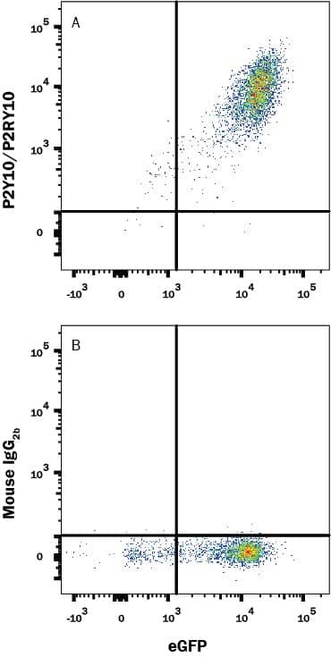 HEK293 human embryonic kidney cell line transfected with P2Y10/P2RY10 and eGFP was stained with (A) Mouse Anti-Human P2Y10/P2RY10 Monoclonal Antibody (Catalog # MAB10158) or (B) Mouse IgG2B Isotype Control Antibody (Catalog # MAB0041) followed by Allophycocyanin-conjugated Anti-Mouse IgG Secondary Antibody (Catalog # F0101B). View our protocol for Staining Membrane-associated Proteins.