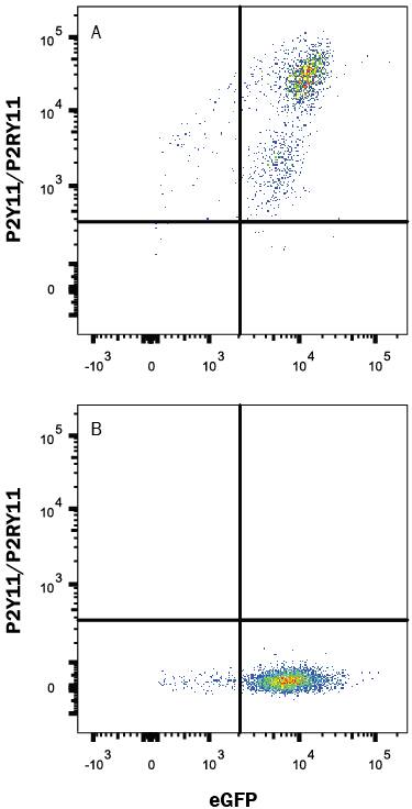 HEK293 human embryonic kidney cell line transfected with either (A) human P2Y11/P2RY11 or (B) irrelevant transfectants and eGFP was stained with Mouse Anti-Human P2Y11/P2RY11 Alexa Fluor® 647-conjugated Monoclonal Antibody (Catalog # FAB9305R). Quadrant markers were set based on control antibody staining (Catalog # IC002R). View our protocol for Staining Membrane-associated Proteins.