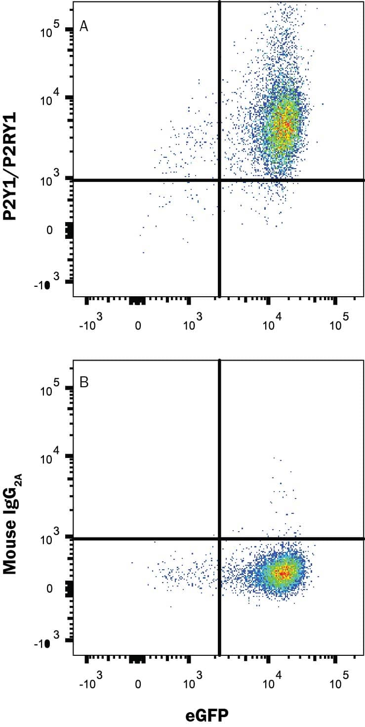 P2Y1/P2RY1 Antibody (479509) [Phycoerythrin] (FAB9290P): Novus Biologicals