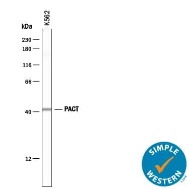     Simple  Western lane view shows lysates of K562 human chronic myelogenous leukemia  cell line, loaded at 0.2 mg/mL. A specific band was detected for  PACT at approximately 42 kDa (as indicated) using 10 µg/mL  of Goat Anti-Human PACT Antigen Affinity-purified Polyclonal Antibody  (Catalog # AF1980) followed by 1:50 dilution of HRP-conjugated Anti-Goat IgG  Secondary Antibody (Catalog # HAF109).  This experiment was conducted under reducing conditions and using the 12-230  kDa separation system.         