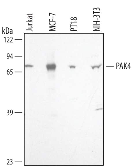 Western blot shows lysates of Jurkat human acute T cell leukemia cell line, MCF-7 human breast cancer cell line, PT18 mouse mast/basophil cell line, and NIH-3T3 mouse embryonic fibroblast cell line. PVDF membrane was probed with 2 µg/mL of Human/Mouse/Rat PAK4 Antigen Affinity-purified Polyclonal Antibody (Catalog # AF4178) followed by HRP-conjugated Anti-Goat IgG Secondary Antibody (Catalog # HAF109). A specific band was detected for PAK4 at approximately 72 kDa (as indicated). This experiment was conducted using Immunoblot Buffer Group 1.