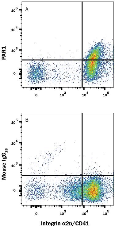 Human peripheral blood platelets were stained with Mouse Anti-Human Integrin a2b/CD41 PE-conjugated Monoclonal Antibody (Catalog # FAB7616P) and either (A) Mouse Anti-Human PAR1 APC-conjugated Monoclonal Antibody (Catalog # FAB3855A) or (B) Mouse IgG2BAllophycocyanin Isotype Control (Catalog # IC0041A). View our protocol for Staining Membrane-associated Proteins.