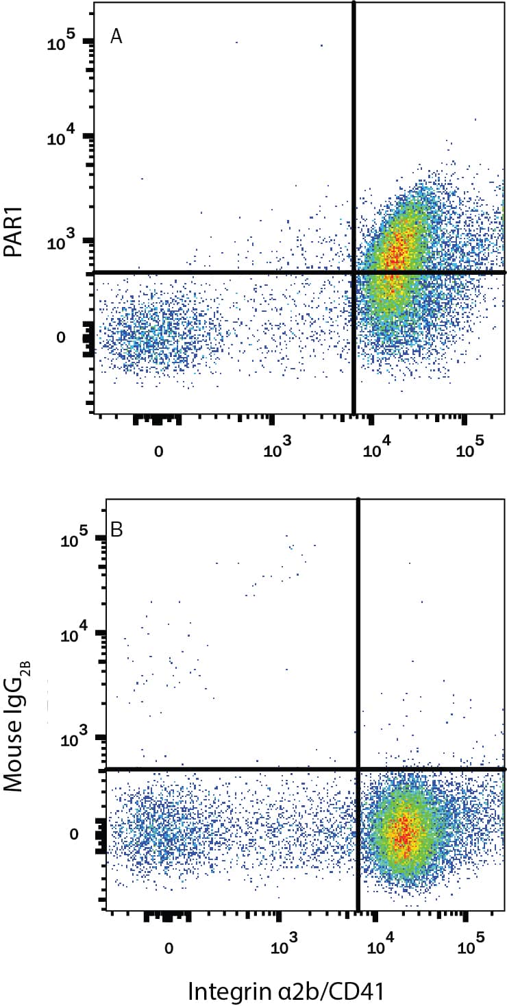 Human peripheral blood platelets were stained with Mouse Anti-Human Integrin a2b/CD41 APC-conjugated Monoclonal Antibody (Catalog # FAB7616A) and either (A) Mouse Anti-Human PAR1 PE-conjugated Monoclonal Antibody (Catalog # FAB3855P) or (B) Mouse IgG2BPhycoerythrin Isotype Control (Catalog # IC0041P). View our protocol for Staining Membrane-associated Proteins.