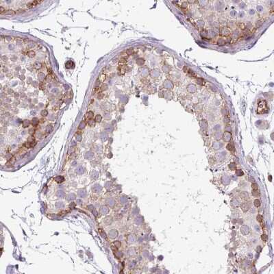 Immunohistochemistry-Paraffin: PARD6A Antibody [NBP2-38487] - Staining of human testis shows moderate membranous positivity in cells in seminiferous ducts.