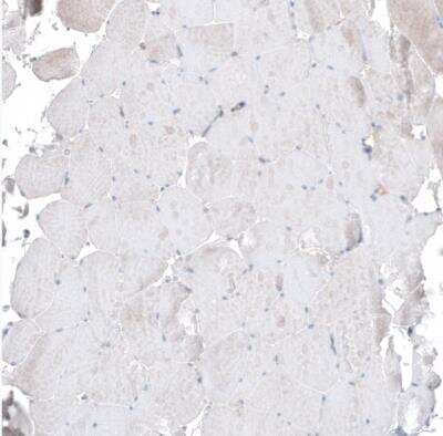 Immunohistochemistry-Paraffin: PAWR / PAR4 Antibody [NBP1-87338] - Staining of human skeletal muscle shows no positivity as expected.