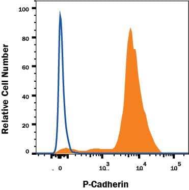 A431 human epithelial carcinoma cell line was stained with Rat Anti-Human/Mouse P-Cadherin APC-conjugated Monoclonal Antibody (Catalog # FAB761A, filled histogram) or isotype control antibody (Catalog # IC006A, open histogram). Cells were stained in a buffer containing Ca2+and Mg2+. View our protocol for Staining Membrane-associated Proteins.