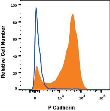 A431 human epithelial carcinoma cell line was stained with Rat Anti-Human/Mouse P-Cadherin PE-conjugated Monoclonal Antibody (Catalog # FAB761P, filled histogram) or isotype control antibody (Catalog # IC006P, open histogram). Cells were stained in a buffer containing Ca2+and Mg2+. View our protocol for Staining Membrane-associated Proteins.