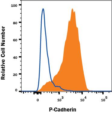 A431 human epithelial carcinoma cell line was stained with Mouse Anti-Human P-Cadherin APC-conjugated Monoclonal Antibody (Catalog # FAB861A, filled histogram) or isotype control antibody (Catalog # IC002A, open histogram). Cells were stained in a buffer containing Ca2+and Mg2+. View our protocol for Staining Membrane-associated Proteins.