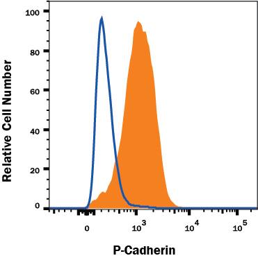 A431 human epithelial carcinoma cell line was stained with Mouse Anti-Human P-Cadherin PerCP-conjugated Monoclonal Antibody (Catalog # FAB861C, filled histogram) or isotype control antibody (Catalog # IC002C, open histogram). View our protocol for Staining Membrane-associated Proteins.