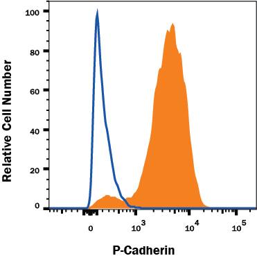 A431 human epithelial carcinoma cell line was stained with Mouse Anti-Human P-Cadherin PE-conjugated Monoclonal Antibody (Catalog # FAB861P, filled histogram) or isotype control antibody (Catalog # IC002P, open histogram). Cells were stained in a buffer containing Ca2+and Mg2+. View our protocol for Staining Membrane-associated Proteins.