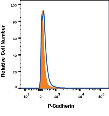 P-Cadherin knockout A431 human epithelial carcinoma cell line was stained with PE-conjugated Mouse Anti-Human P-Cadherin Monoclonal Antibody (Catalog # FAB861P, filled histogram) or isotype control antibody (Catalog # IC002P, open histogram). No staining in the P-Cadherin knockout A431 cell line was observed. Cells were stained in a buffer containing Ca2+ and Mg2+. View our protocol for Staining Membrane-associated Proteins.