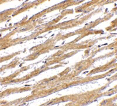 Immunohistochemistry-Paraffin: PD-L1 Antibody [NBP1-76769] - Staining of human heart tissue with antibody at 2.5 ug/mL.