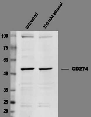 Western Blot: PD-L1 Antibody [NBP1-76769] - Expression of CD274 in Human melanoma SK-MEL-28 cell line upon treatment with 200 mM ethanol. Dilution: 1:1,000 in PBS with 5% BSA. Secondary Ab: anti-Rabbit IgG 1:5,000. This image was submitted via customer Review.