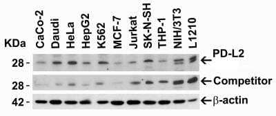 Western Blot: PD-L2/B7-DC/PDCD1LG2 Antibody [NBP1-76770] - Loading: 15 ug of lysates per lane. Antibodies: PD-L2 (4 ug/mL), competitor antibody (4 ug/mL), and beta-actin(1 ug/mL), 1h incubation at RT in 5% NFDM/TBST.Secondary: Goat anti-rabbit IgG HRP conjugate at 1:10000dilution.
