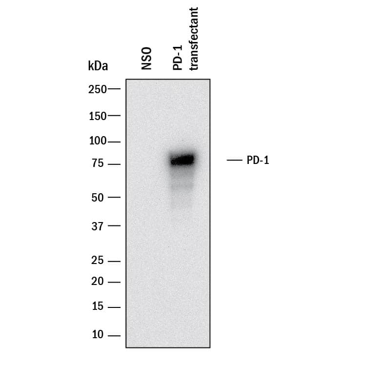 Western blot shows lysates of NS0 mouse myeloma cell line mock transfected or transfected with human PD-1. PVDF membrane was probed with 0.5 µg/mL of Rabbit Anti-Human/Cynomolgus Monkey PD-1 Monoclonal Antibody (Catalog # MAB10470) followed by HRP-conjugated Anti-Rabbit IgG Secondary Antibody (Catalog # HAF008). A specific band was detected for PD-1 at approximately 75 kDa (as indicated). This experiment was conducted under reducing conditions and using Immunoblot Buffer Group 1.