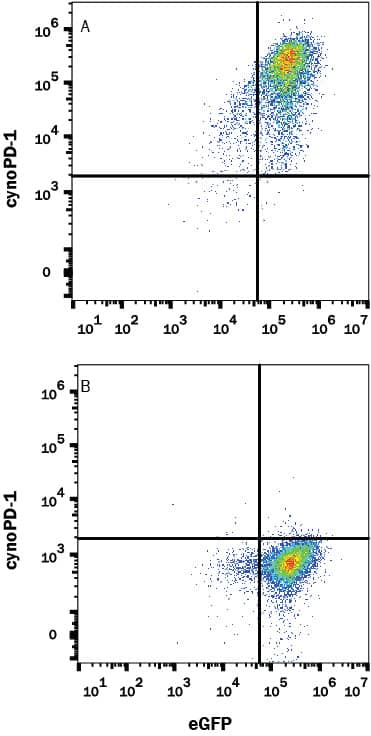 HEK293 human embryonic kidney cell line transfected with (A) cynomolgus monkey PD-1 or (B) irrelevant protein, and eGFP was stained with Mouse Anti-Human/Cynomolgus Monkey PD-1 Monoclonal Antibody (Catalog # MAB8578) followed by APC-conjugated Anti-Mouse IgG Secondary Antibody (Catalog # F0101B). Quadrant markers were set based on Mouse IgG2BIsotype Control (Catalog # MAB0041, data not shown). View our protocol for Staining Membrane-associated Proteins.