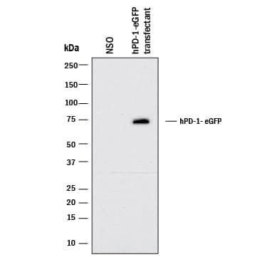 Western blot shows lysates of NS0 mouse myeloma cell line either mock transfected or transfected with human PD-1. PVDF membrane was probed with 2 µg/mL of Mouse Anti-Cynomolgus Monkey PD-1 Monoclonal Antibody (Catalog # MAB8578) followed by HRP-conjugated Anti-Mouse IgG Secondary Antibody (Catalog # HAF018). A specific band was detected for PD-1 at approximately 75 kDa (as indicated). This experiment was conducted under reducing conditions and using Immunoblot Buffer Group 1.