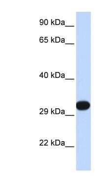 Western Blot: PDGF-B Antibody [NBP1-58279] - 293T cell lysate, Antibody Titration: 0.2-1 ug/ml
