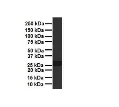 Western Blot: PDGF-B Antibody [NBP1-58279] - Antibody  Titration: 1 ug/ml Human liver.