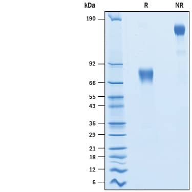 2 μg/lane of Recombinant Porcine PD-L1/B7-H1 Fc Chimera (Catalog # 10397-B7) was resolved with SDS-PAGE under reducing (R) and non-reducing (NR) conditions and visualized by Coomassie® Blue staining, showing bands at 65-85 kDa and 130-170 kDa, respectively. 