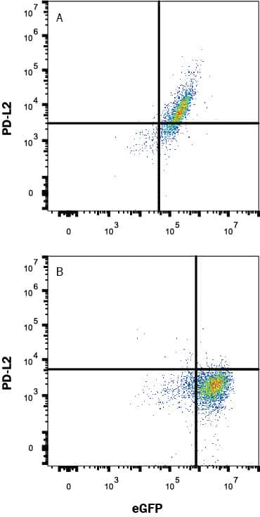 HEK293 human embryonic kidney cell line transfected with either (A) human PD-L2 or (B) irrelevant transfectants and eGFP was stained with Mouse Anti-Human PD-L2 Monoclonal Antibody (Catalog # MAB12241) followed by APC-conjugated Anti-Mouse IgG Secondary Antibody (Catalog # F0101B). Quadrant markers were set based on control antibody staining (Catalog # MAB003). View our protocol for Staining Membrane-associated Proteins.