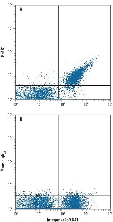 Human peripheral blood platelets were stained with Mouse Anti-Human Integrin a2b/CD41 APC-conjugated Monoclonal Antibody (Catalog # FAB7616A) and either (A) Mouse Anti-Human PEAR1 Alexa Fluor® 488-conjugated Monoclonal Antibody (Catalog # FAB4527G) or (B) Mouse IgG2AAlexa Fluor 488 Isotype Control (Catalog # IC003G). View our protocol for Staining Membrane-associated Proteins.