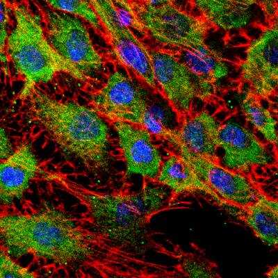Immunocytochemistry/Immunofluorescence: UCH-L1/PGP9.5 Antibody [NB300-675] - Confocal analysis of C6 cells using PGP9.5 / UCHL-1 antibody (NB300-675, 1:5). An Alexa Fluor 488-conjugated Goat to rabbit IgG was used as secondary antibody (green). Actin filaments were labeled with Alexa Fluor 568 phalloidin (red). DAPI was used to stain the cell nuclei (blue). Image from verified customer review.