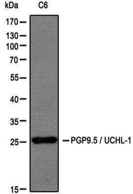 Western Blot: UCH-L1/PGP9.5 Antibody [NB300-675] - Analysis of extracts from C6 cells using PGP9.5 / UCHL-1 antibody (NB300-675, 1:200). Image from verified customer review.
