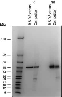 2 μg/lane of Recombinant Human PHGDH His-tag (Catalog # 10131-DH) and 2 μg/lane of competitor Human PHGDH was resolved with 4-20 % SDS-PAGE under reducing (R) and non-reducing (NR) conditions and visualized by Coomassie.