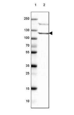 Western Blot: PI 3-Kinase p110 delta Antibody [NBP2-38535] - Lane 1: Marker  [kDa]  250,130,100,70,55,35,25,15,10.  Lane 2: Human tonsil tissue