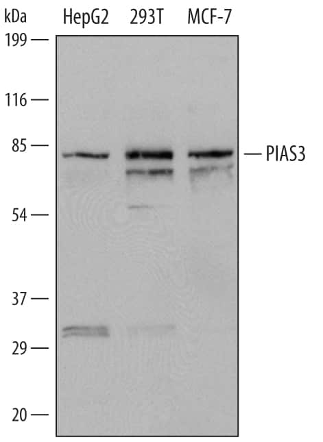 Western Blot PIAS3 Antibody