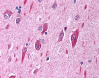 Immunohistochemistry-Paraffin: PIK3CA Antibody [NB100-55408] - Staining of paraffin embedded human brain (cerebellar cortex). Steamed antigen retrieval with citrate buffer pH 6, AP-staining.