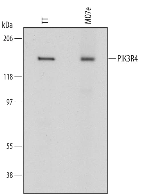 Western blot shows lysates of TT human medullary thyroid cancer cell line and MO7e human megakaryocytic leukemic cell line. PVDF Membrane was probed with 1 µg/mL of Mouse Anti-Human PIK3R4 Monoclonal Antibody (Catalog # MAB6104) followed by HRP-conjugated Anti-Mouse IgG Secondary Antibody (Catalog # HAF007). A specific band was detected for PIK3R4 at approximately 150 kDa (as indicated). This experiment was conducted under reducing conditions and using Immunoblot Buffer Group 1.