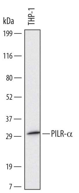 Western blot shows lysates of THP-1 human acute monocytic leukemia cell line. PVDF Membrane was probed with 2 µg/mL of Human PILR-a Monoclonal Antibody (Catalog # MAB6484) followed by HRP-conjugated Anti-Mouse IgG Secondary Antibody (Catalog # HAF007). A specific band was detected for PILR-a at approximately 30 kDa (as indicated). This experiment was conducted under reducing conditions and using Immunoblot Buffer Group 1.