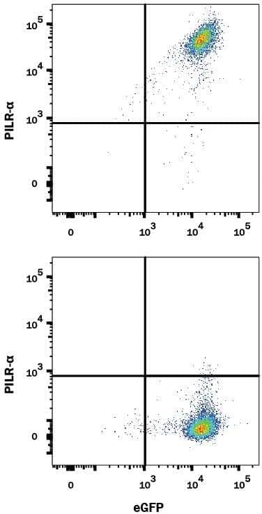 HEK293 human embryonic kidney cell line transfected with either (A) human PILR-alpha or (B) irrelevant transfectants and eGFP was stained with Alexa Fluor® 647-conjugated Rabbit Anti-Human PILR-alpha Monoclonal Antibody (Catalog # FAB64841R). Quadrant markers were set based on control antibody staining (Catalog # IC1051R). View our protocol for Staining Membrane-associated Proteins.