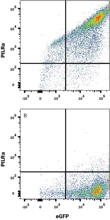 HEK293 human embryonic kidney cell line transfected with either (A) human PILR-alpha or (B) irrelevant transfectants and eGFP was stained with Rabbit Anti-Human PILR-alpha Monoclonal Antibody (Catalog # MAB64841) followed by Allophycocyanin-conjugated Anti-Rabbit IgG Secondary Antibody (Catalog # F0111). Quadrant markers were set based on control antibody staining (Catalog # MAB1050). View our protocol for Staining Intracellular Molecules.